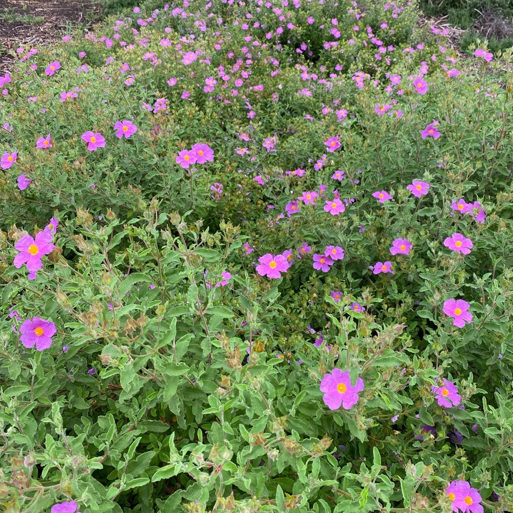 Meet your Posher, Gabriela